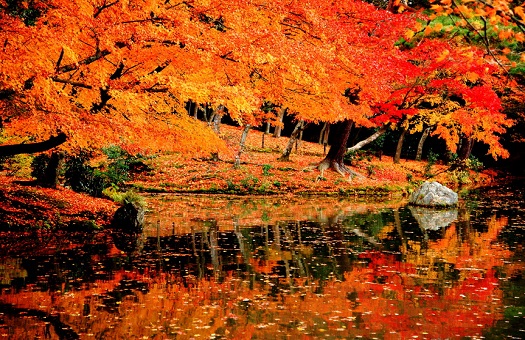 「紅葉狩り」の画像検索結果